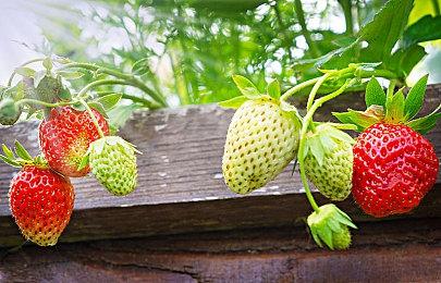 Leaf社传奇视觉小说《To Heart》将进行重制